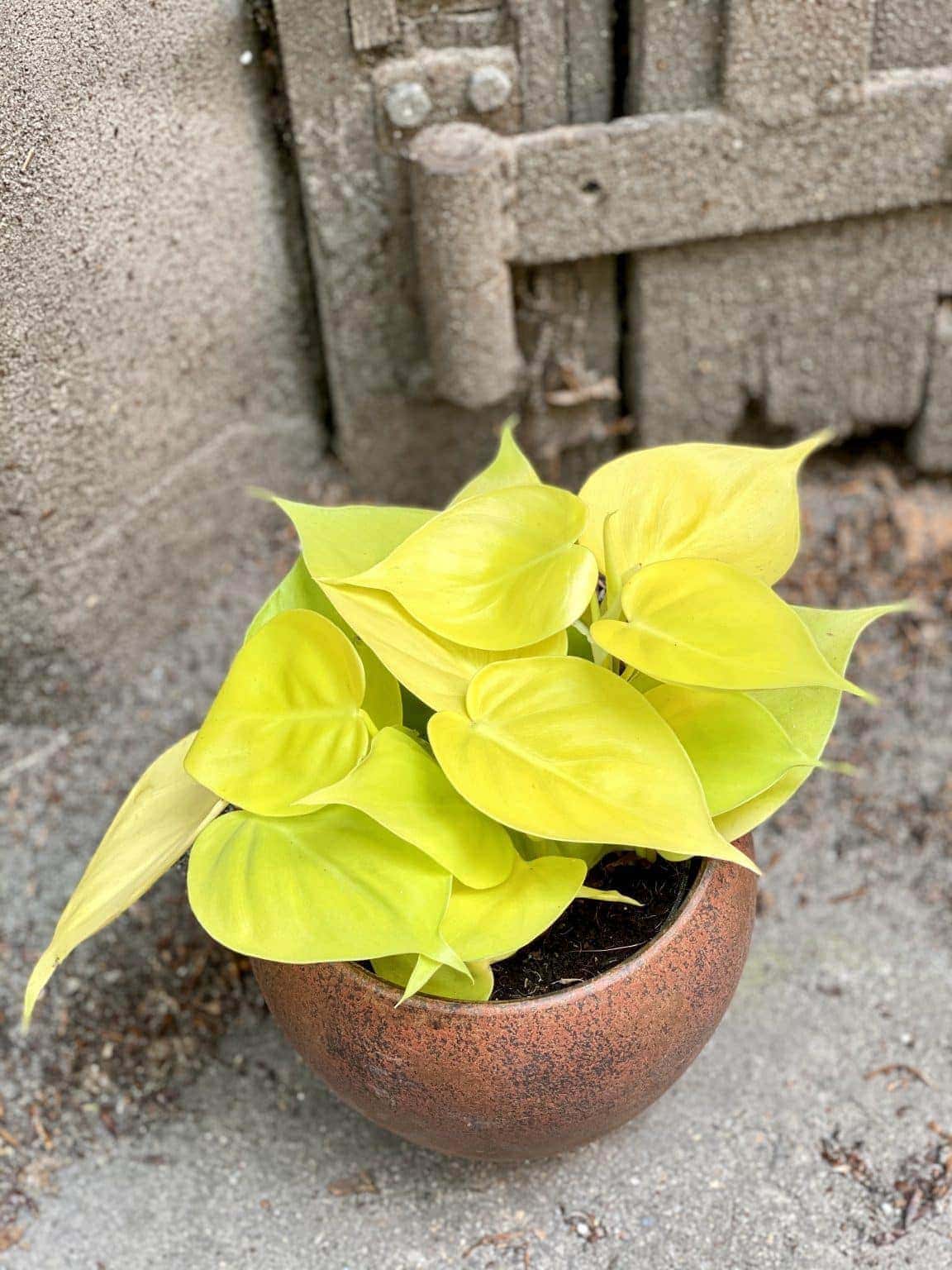 Philodendron Lemon Lime czyli limonkowy filodendron pnący