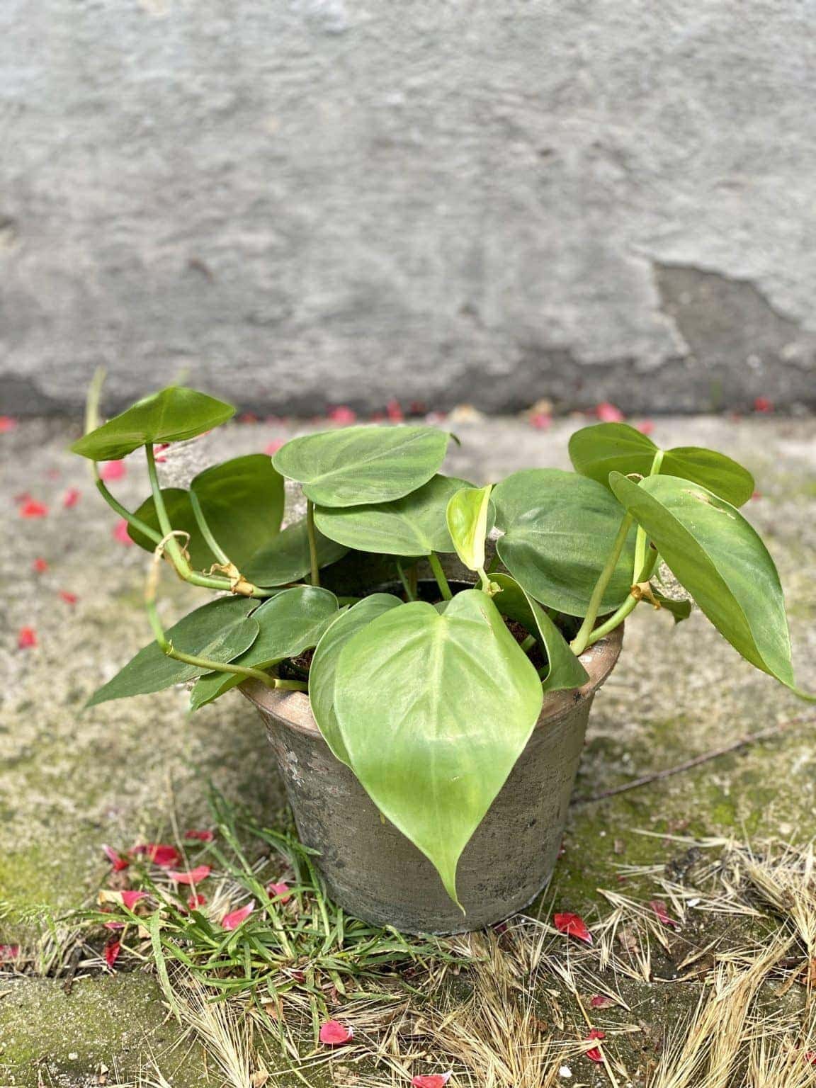 Philodendron Scandens czyli zielony filodendron pnący