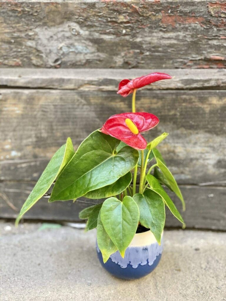 Anthurium Fiesta (Anturium) Kwiat