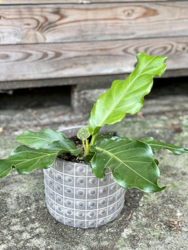 Anthurium Plowmanii anturium roślina doniczkowa