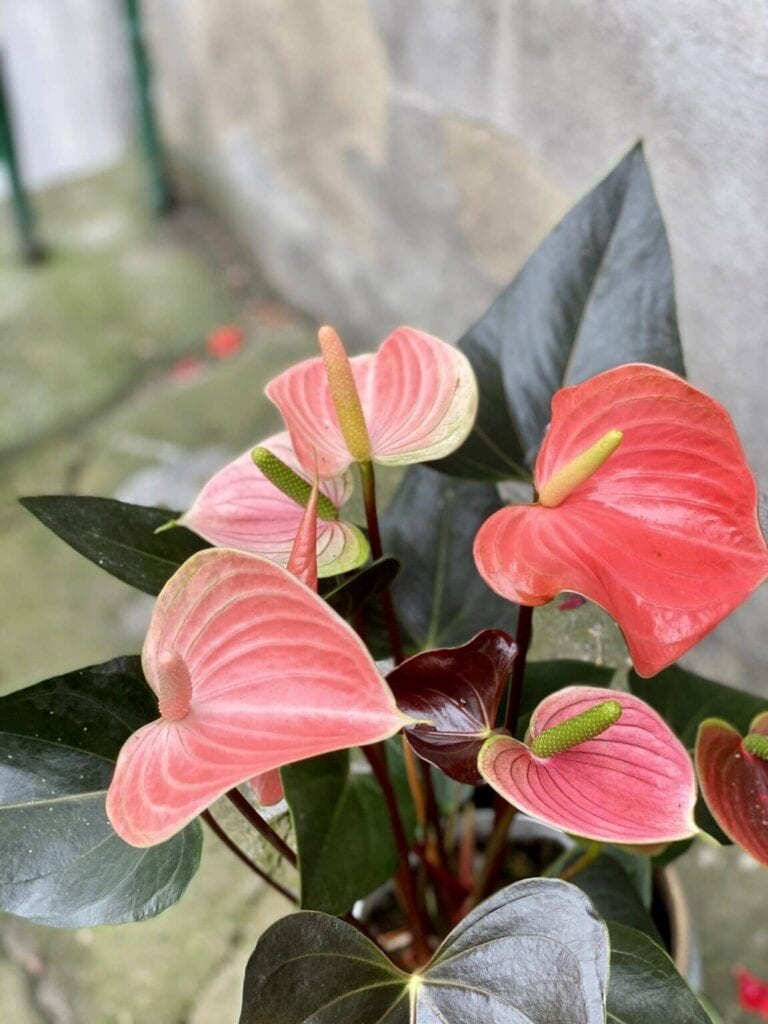Anthurium Rainbow (Anturium) kwiat