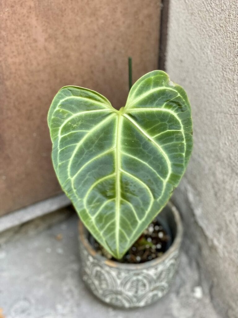 Anthurium Regale anturium roślina doniczkowa