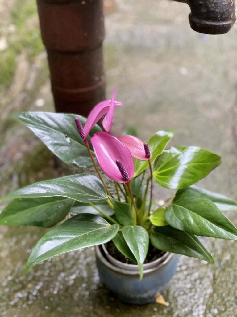 Anthurium Zizou (Anturium) Kwiat