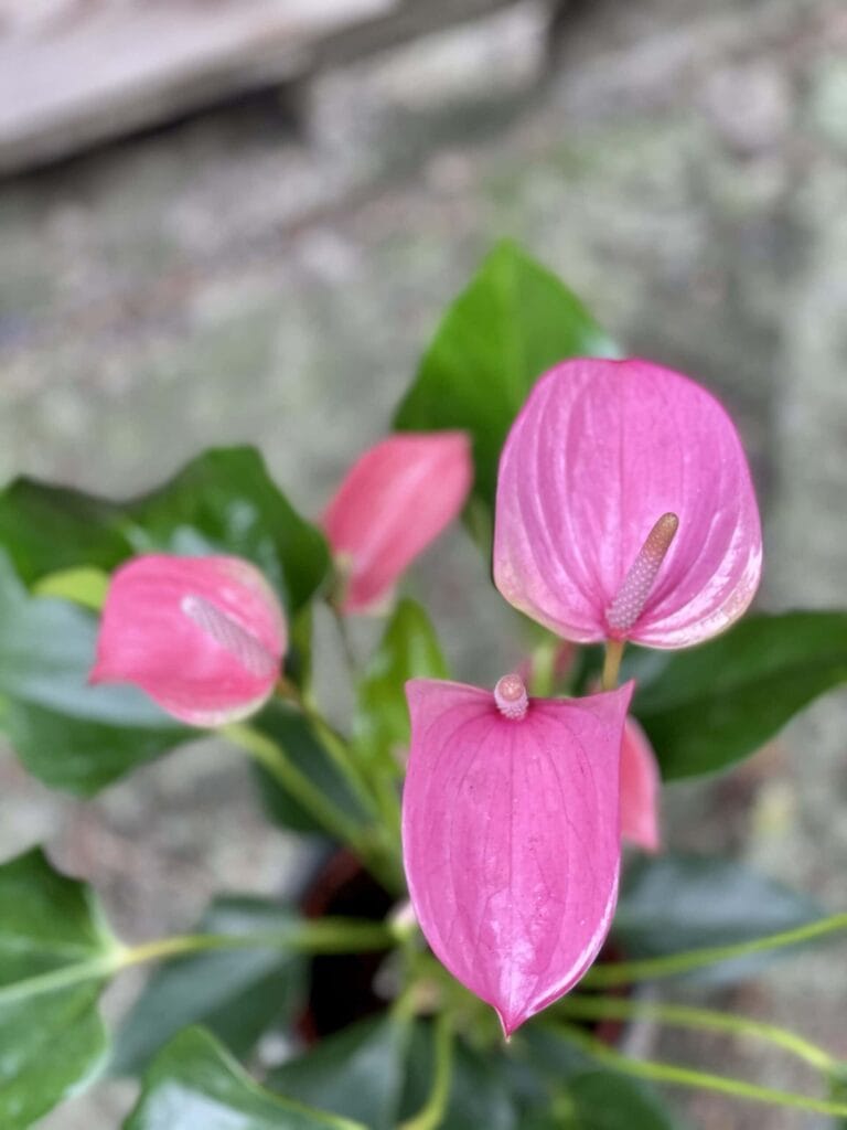 Anthurium andreanum Joli Pink (Anturium) Kwiat