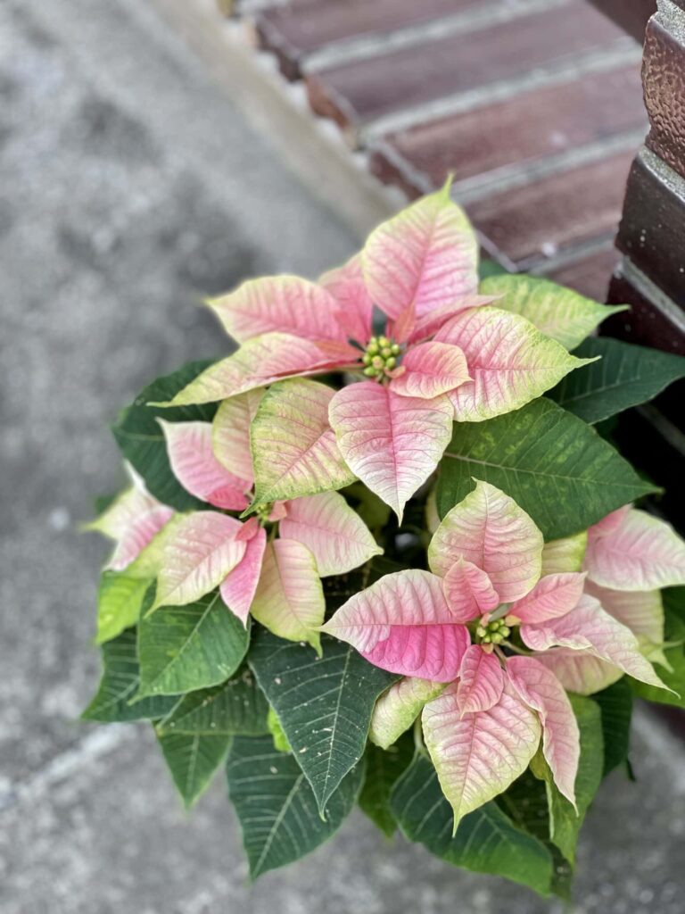 kwiat Gwiazda Betlejemska Poinsecja (Poinsettia) różowa