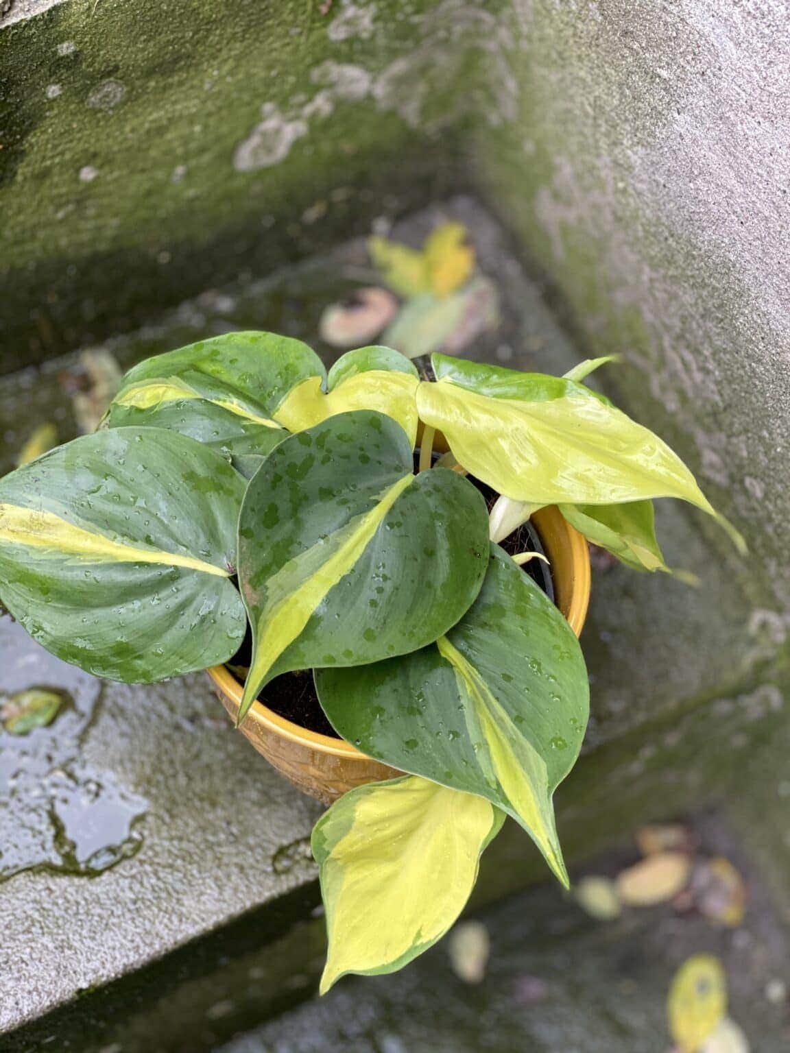 Philodendron Brasil czyli limonkowo-zielony filodendron pnący