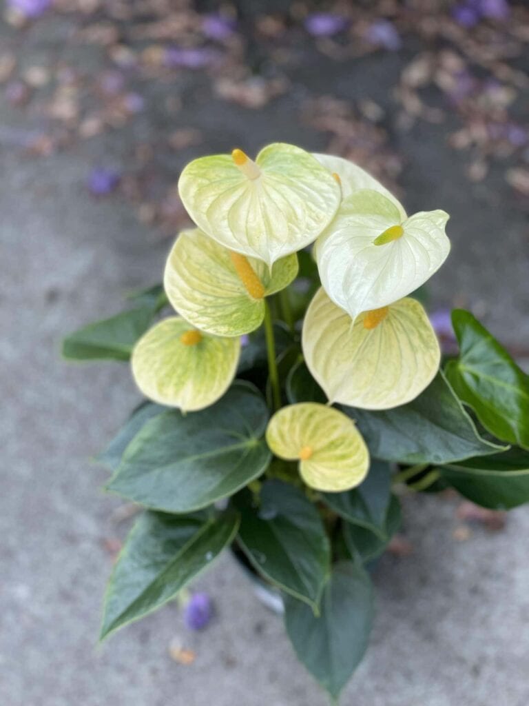 Anthurium Champion Vanilla (Anturium) Kwiat