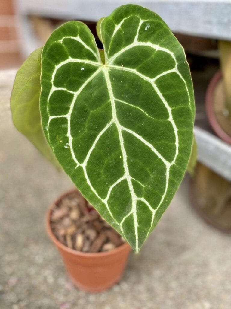 Anthurium Crystallinum Anturium roślina doniczkowa