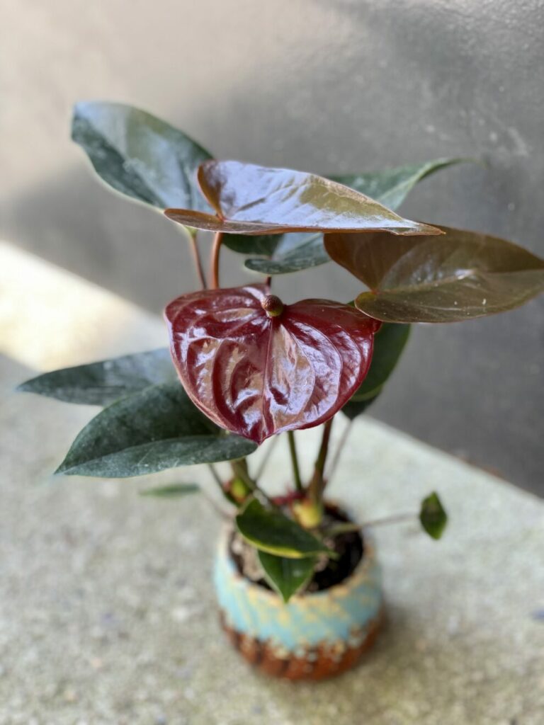 Anthurium (Anturium) Diamond Black Love Kwiat