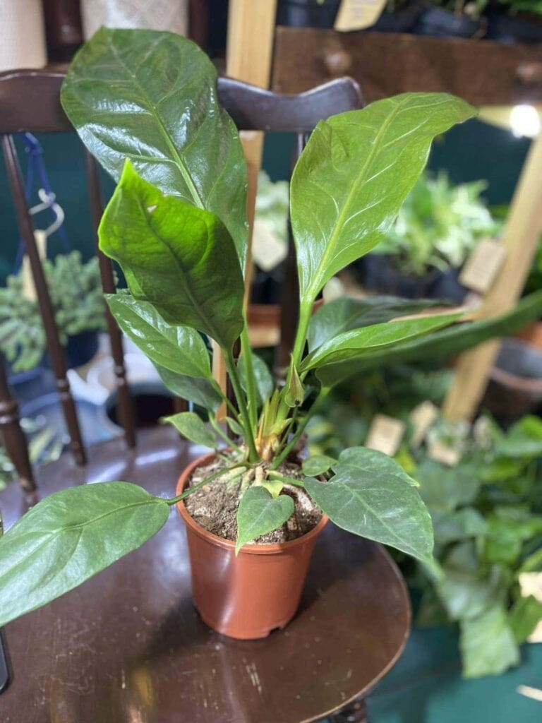 Anthurium elipticium Jungle King (Jungle Bush) anturium roślina doniczkowa