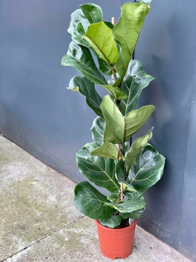 Fikus lirolistny ficus lyrata