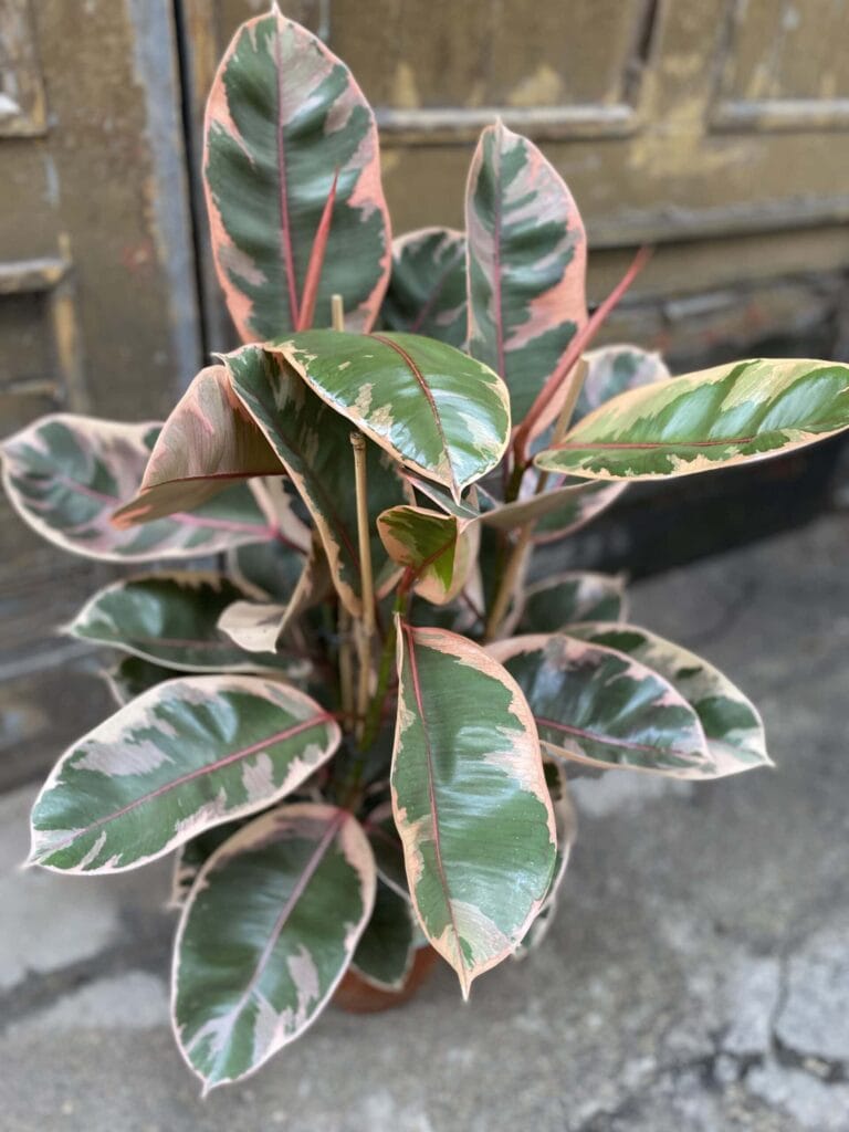 fikus sprężysty ficus elastica