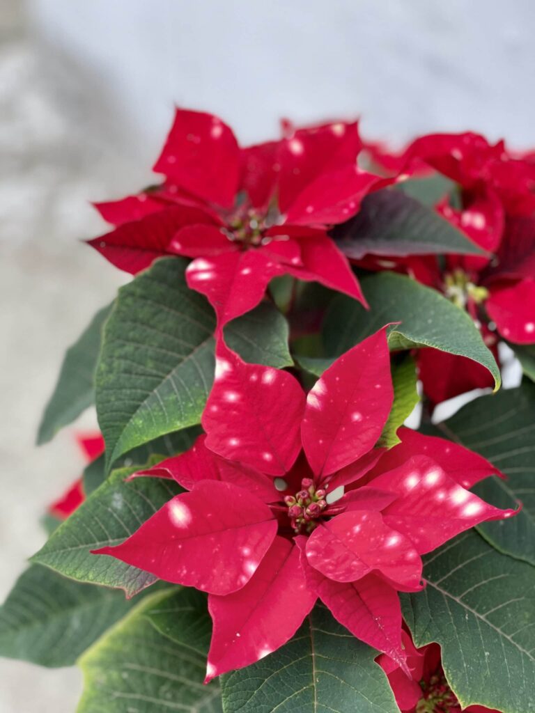 kwiat Gwiazda Betlejemska Poinsecja (Poinsettia) czerwona nakrapiana