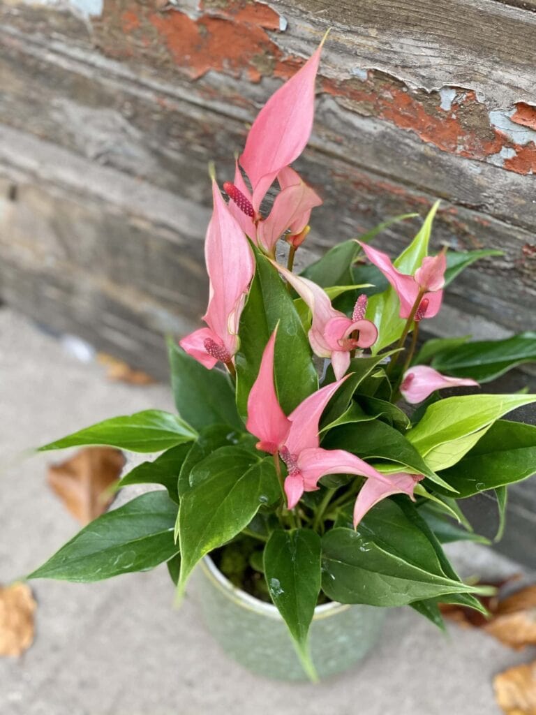 Anthurium Champion Lili (Anturium) kwiat
