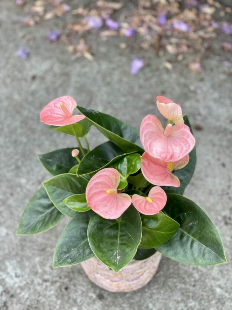 Anthurium Champion Spirit (Anturium) Kwiat