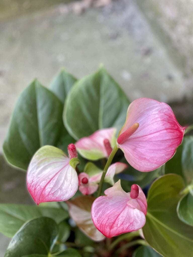 Anthurium Hot Lips (Anturium) Kwiat