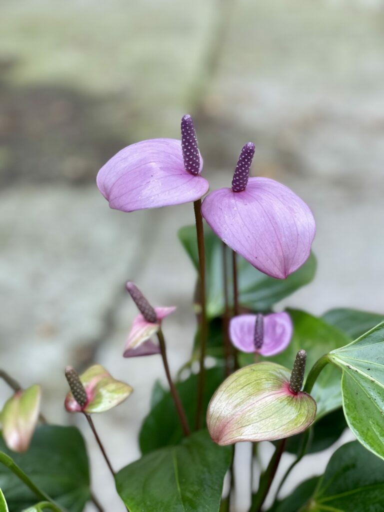 Anthurium Purple Fiorino (Anturium) Kwiat