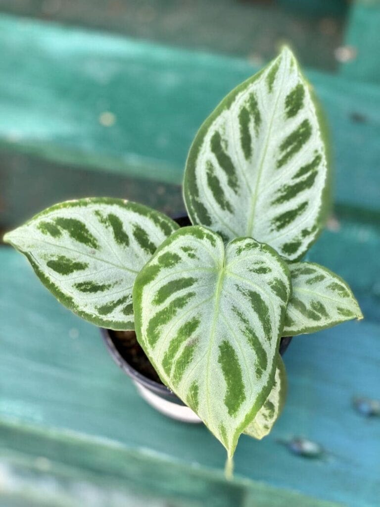 Anthurium Silver Blush Anturium roślina doniczkowa