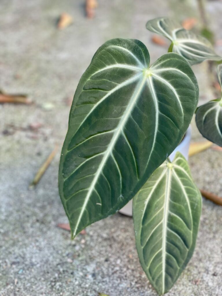 Anthurium Villenaorum anturium roślina doniczkowa