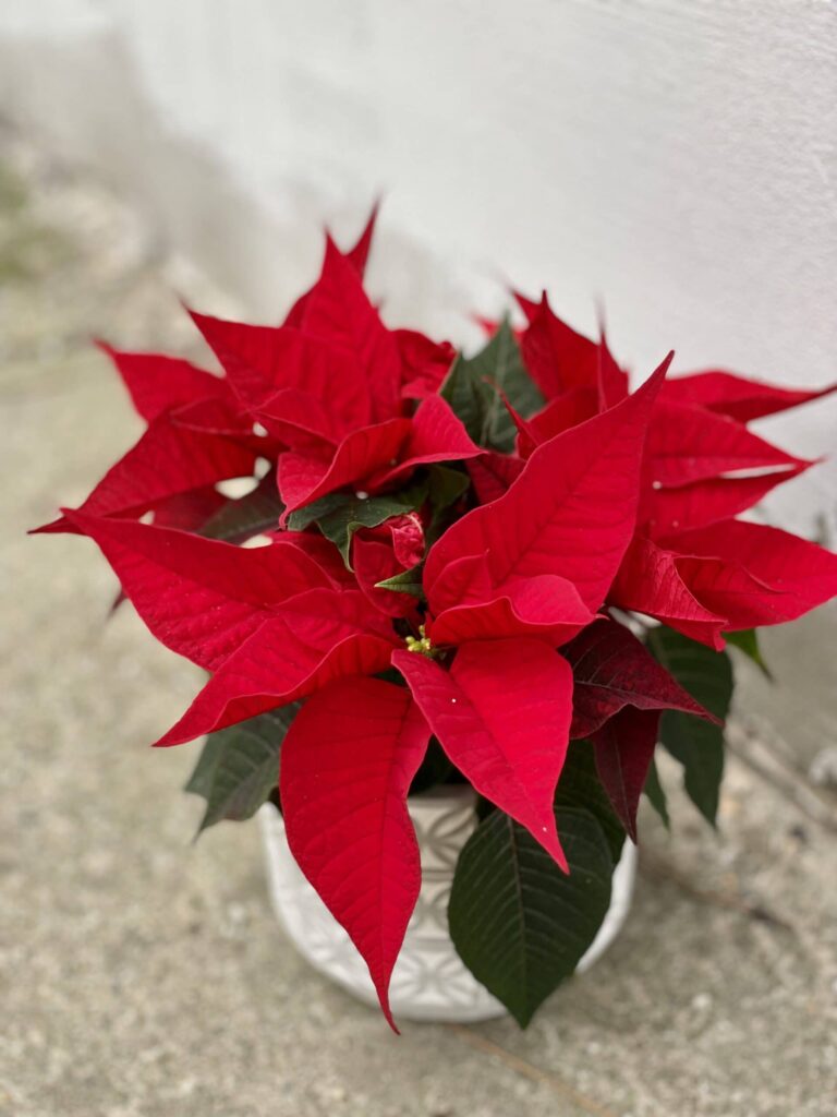kwiat Gwiazda Betlejemska Poinsecja (Poinsettia) czerwona
