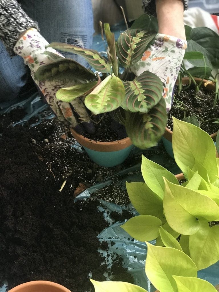 przesadzanie roślin i kwiatów doniczkowych; maranta tricolor i epipremnum golden pothos