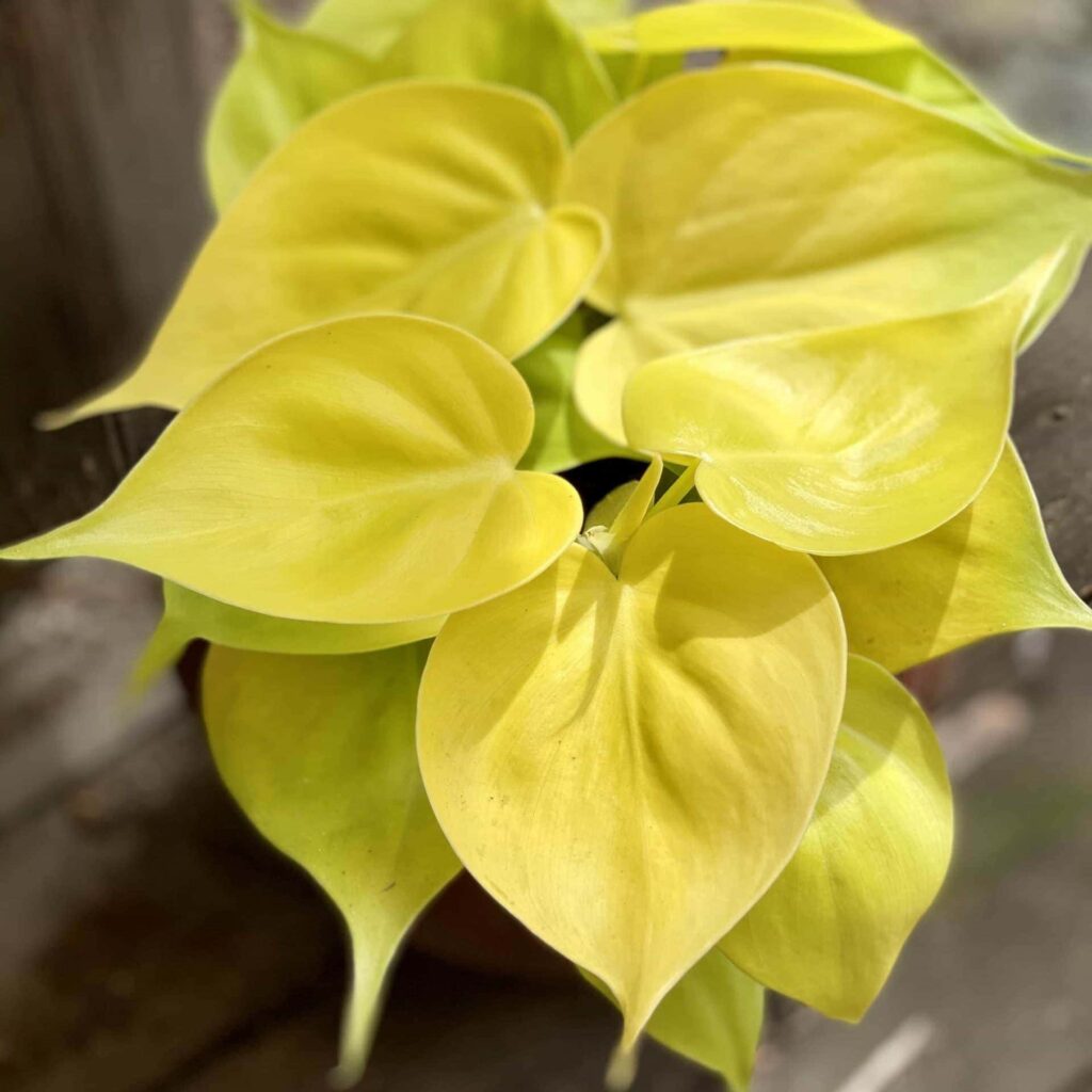 zdjęcie roślina wisząca do domu philodendron scandens lemon lime