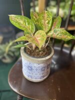 Zdjęcie doniczki Osłonka Jaszczurka 11x13 cm ujęcie 1