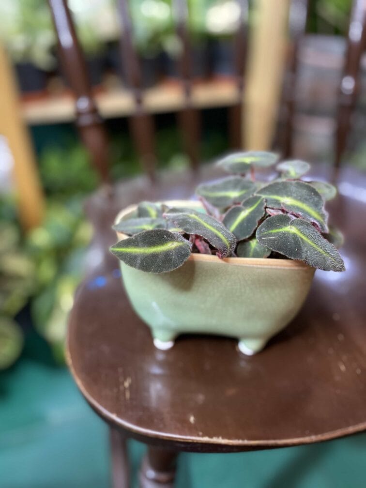 Zdjęcie doniczki Osłonka Koryto Rzeki 7x8 cm ujęcie 3