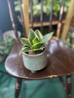 Zdjęcie doniczki Osłonka Pora Deszczowa Średnia 9x8 cm ujęcie 3