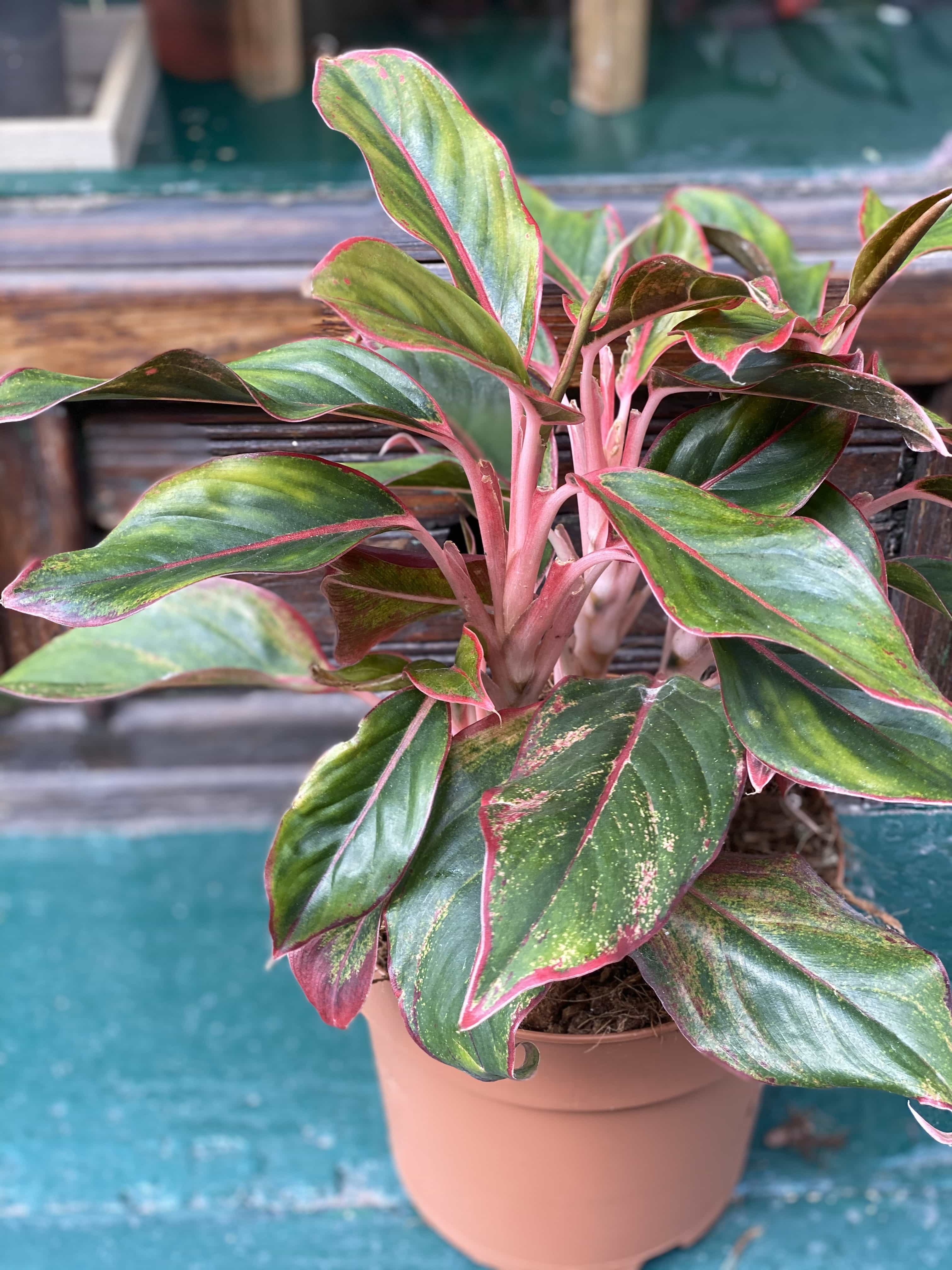  Aglaonema  King of Siam Jungle Boogie