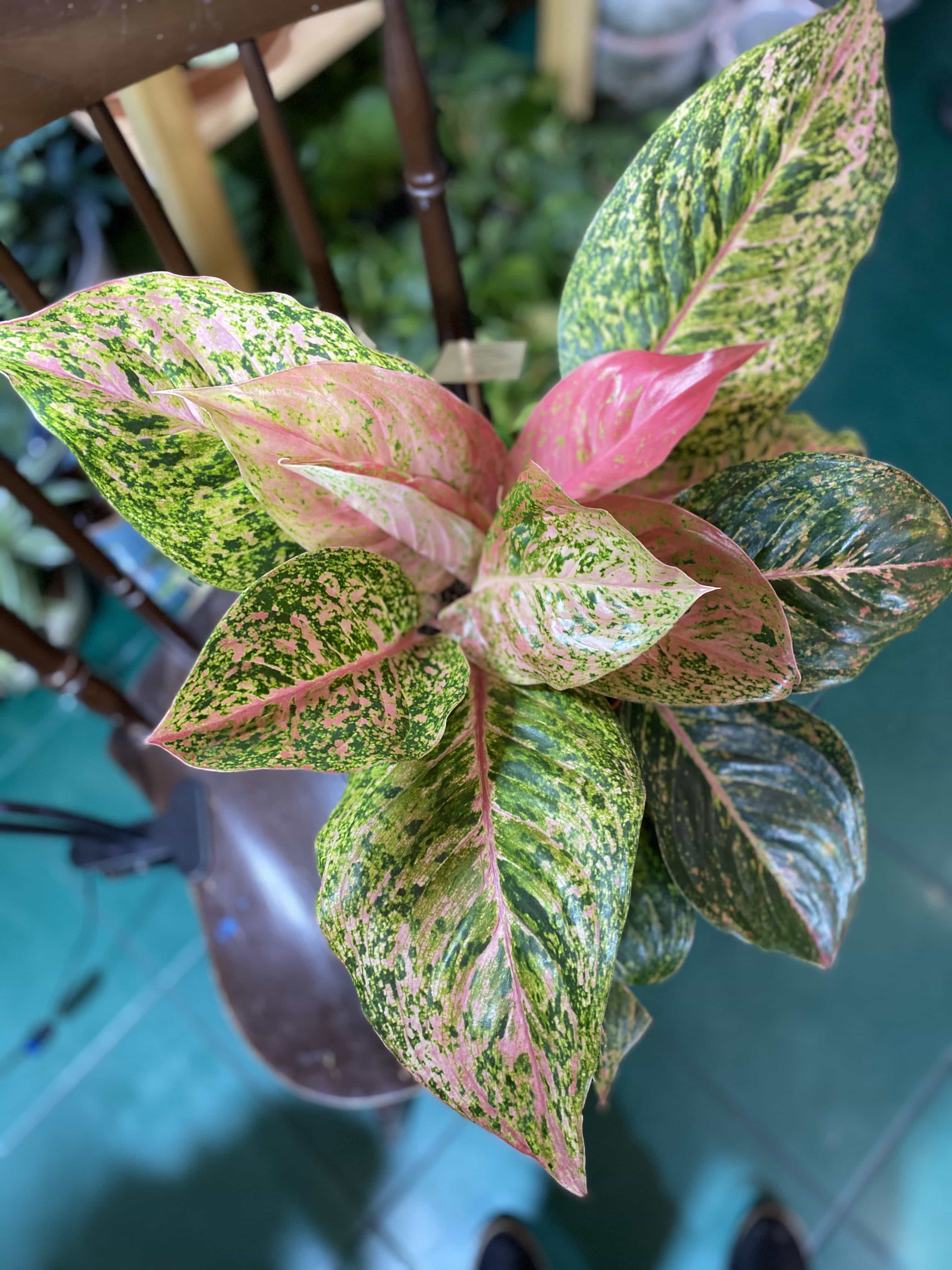 Aglaonema Prestige - Jungle Boogie