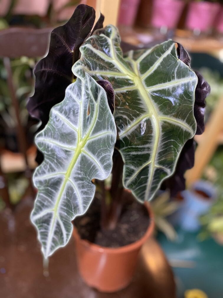 Zdjęcie rośliny Alocasia Polly ujęcie 1