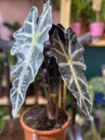 Zdjęcie rośliny Alocasia Polly ujęcie 2