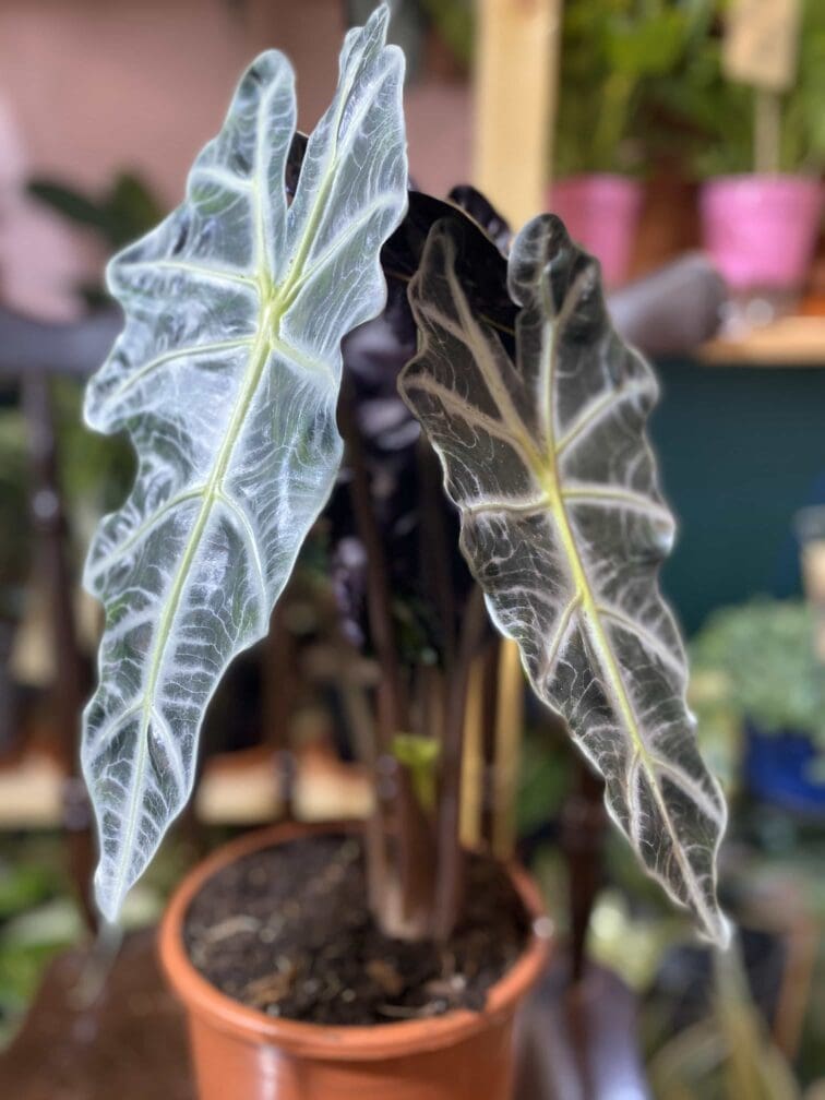 Zdjęcie rośliny Alocasia Polly ujęcie 2