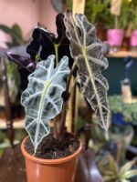 Zdjęcie rośliny Alocasia Polly ujęcie 3