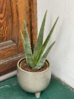 Zdjęcie rośliny Aloe Vera (Aloes) ujęcie 1