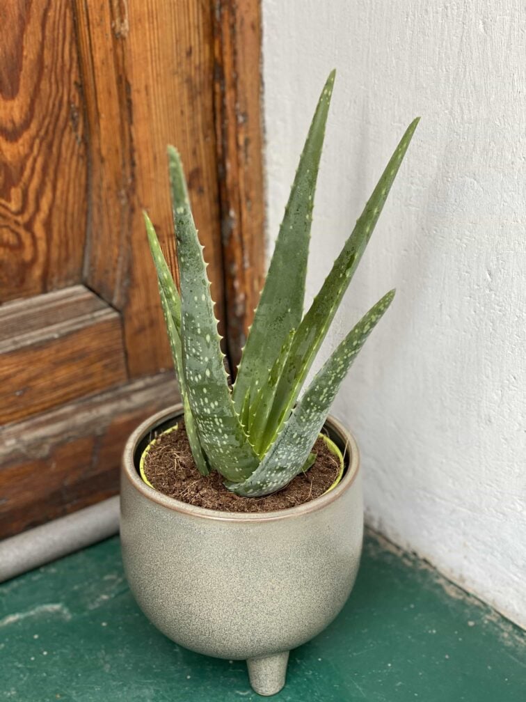 Zdjęcie rośliny Aloe Vera (Aloes) ujęcie 1