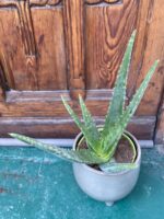 Zdjęcie rośliny Aloe Vera (Aloes) ujęcie 2