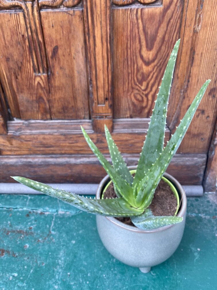Zdjęcie rośliny Aloe Vera (Aloes) ujęcie 2