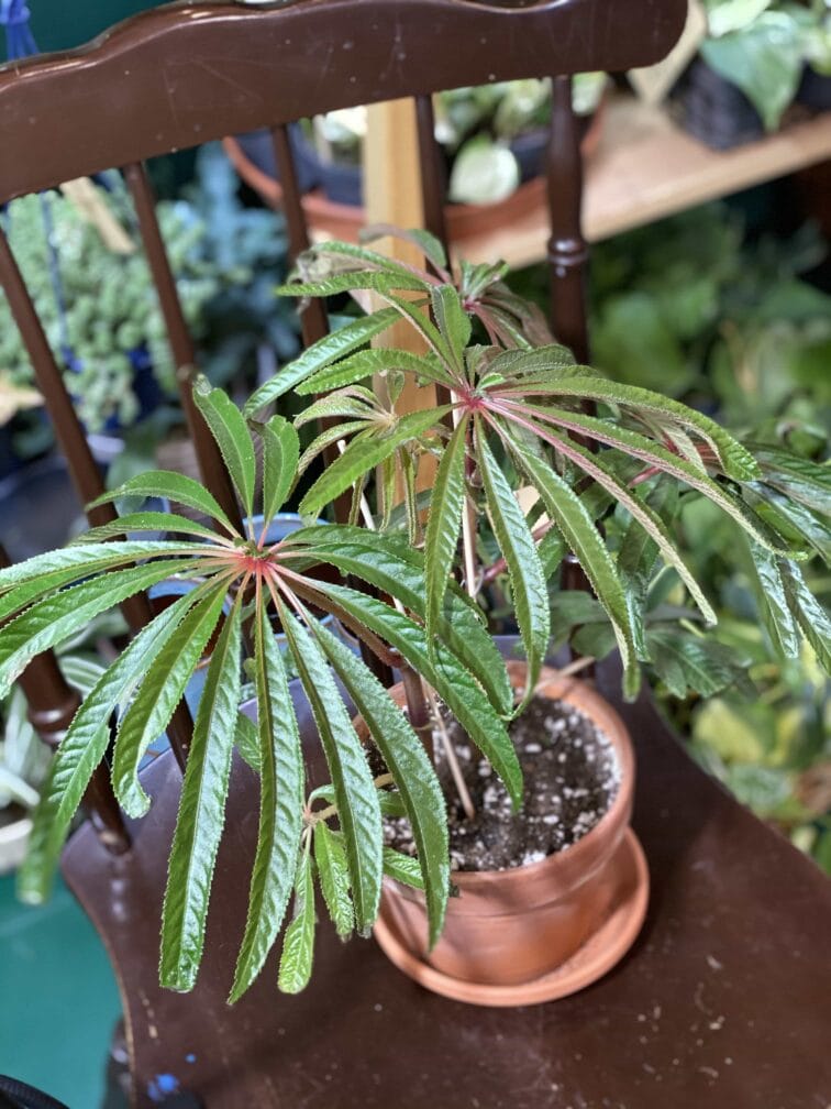 Zdjęcie rośliny Begonia Luxurians ujęcie 2