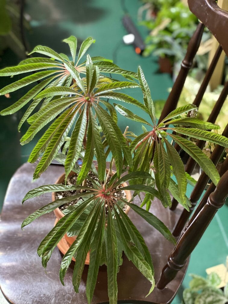 Zdjęcie rośliny Begonia Luxurians ujęcie 3