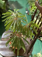Zdjęcie rośliny Begonia Luxurians ujęcie 4