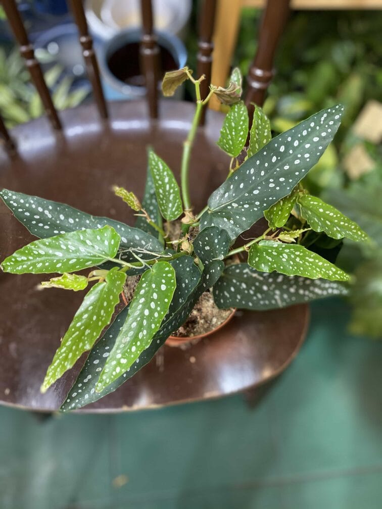 Zdjęcie rośliny Begonia Tamaya ujęcie 1