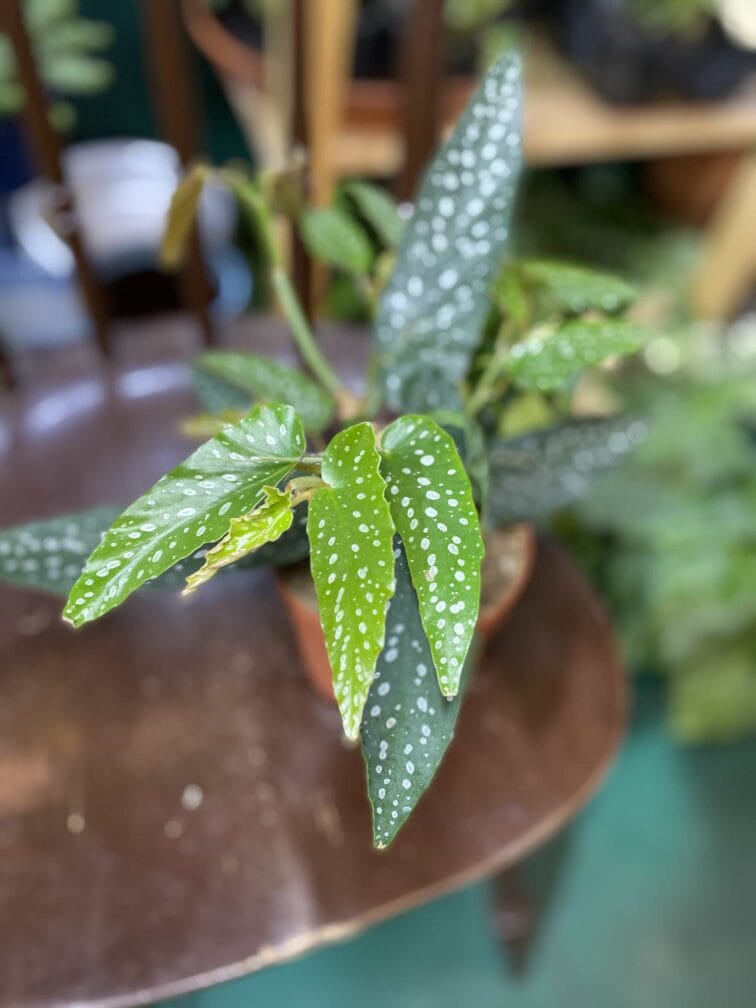 Zdjęcie rośliny Begonia Tamaya ujęcie 3