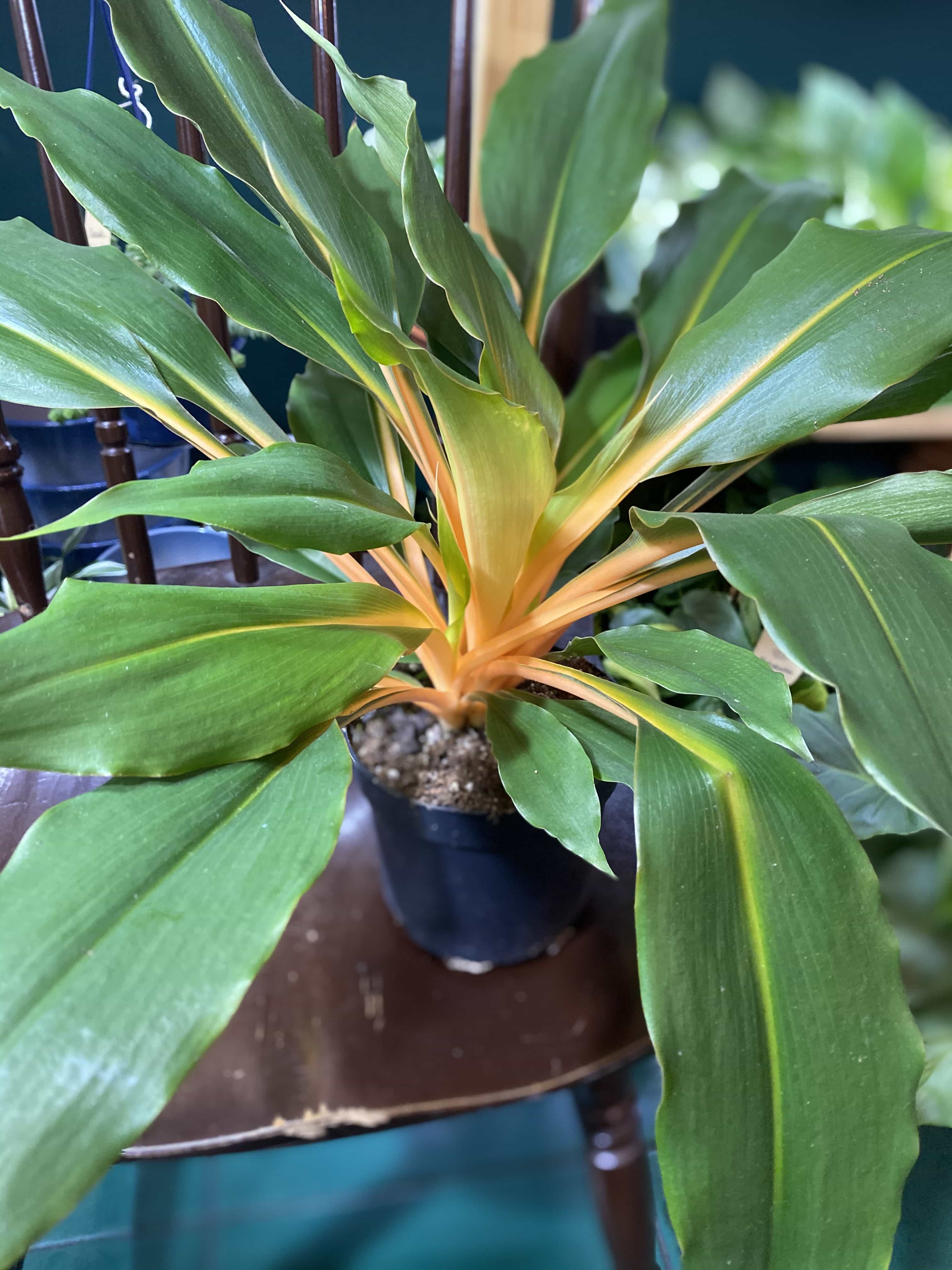 Chlorophytum Green Orange - 85mm | Buy Online Aus | Plants in a Box