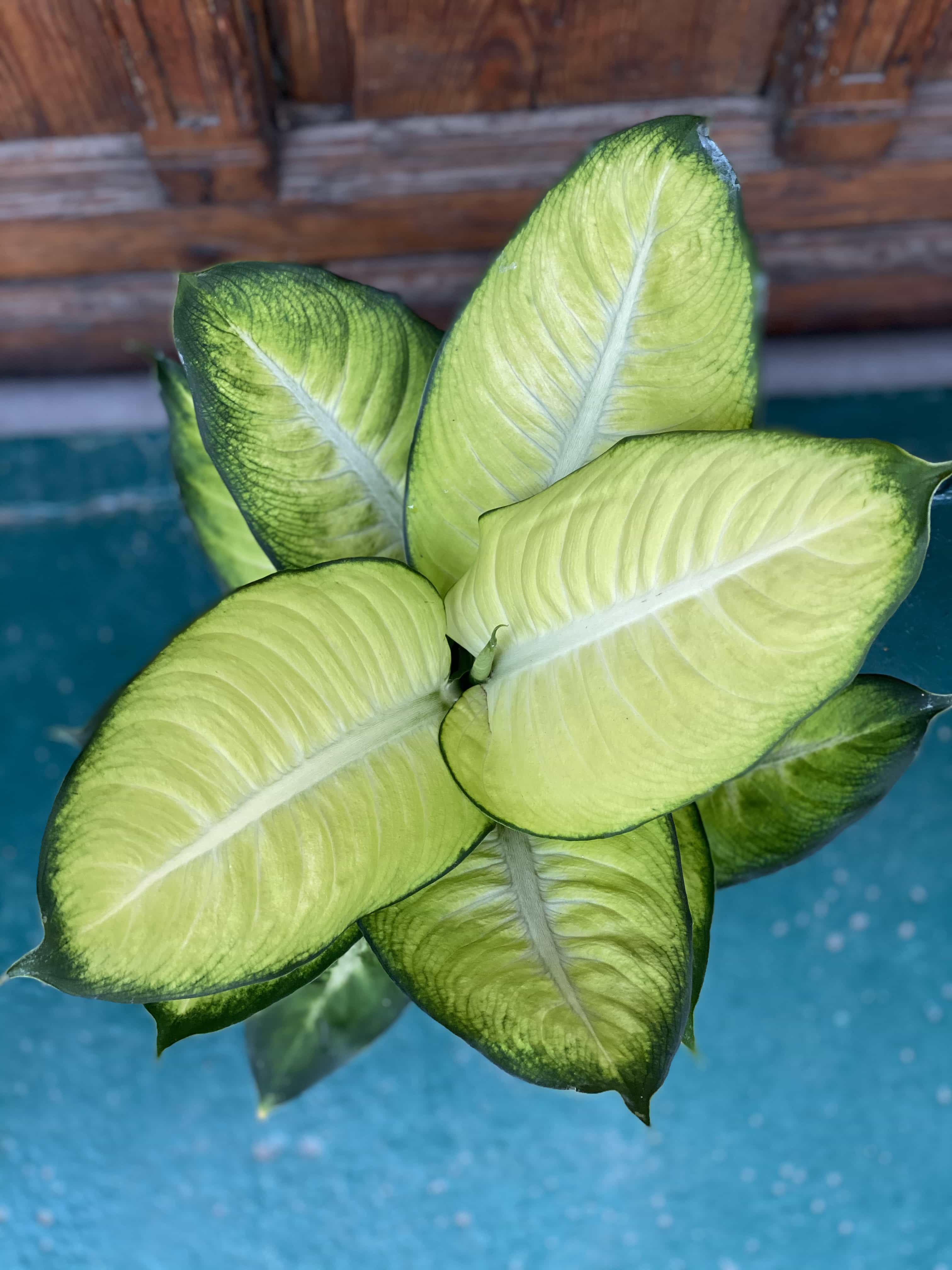 Диффенбахия саммер стайл. Dieffenbachia summer style/диффенбахия саммер стайл. Диффенбахия саммер стайл. Деффинбахия самер стайл. Деффинбахия самер стайл.