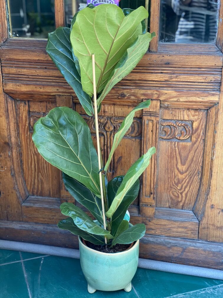 Zdjęcie rośliny Ficus Lyrata (Figowiec Lirolistny / Dębolistny) ujęcie 1