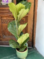 Zdjęcie rośliny Ficus Lyrata (Figowiec Lirolistny / Dębolistny) ujęcie 2