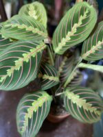 Zdjęcie rośliny Marantha Fascinator Tricolor ujęcie 4