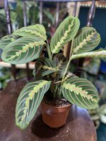 Zdjęcie rośliny Marantha Fascinator Tricolor ujęcie 6